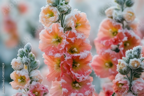 Frost-covered flowers create a stunning contrast against a wintry backdrop in...