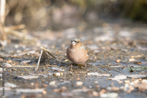 Fauna selvatica Capanno Nisida Poiana photo