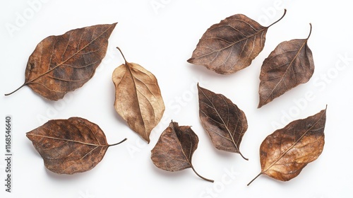 Dry autumn leaves arranged in a row showcasing natures seasonal transition