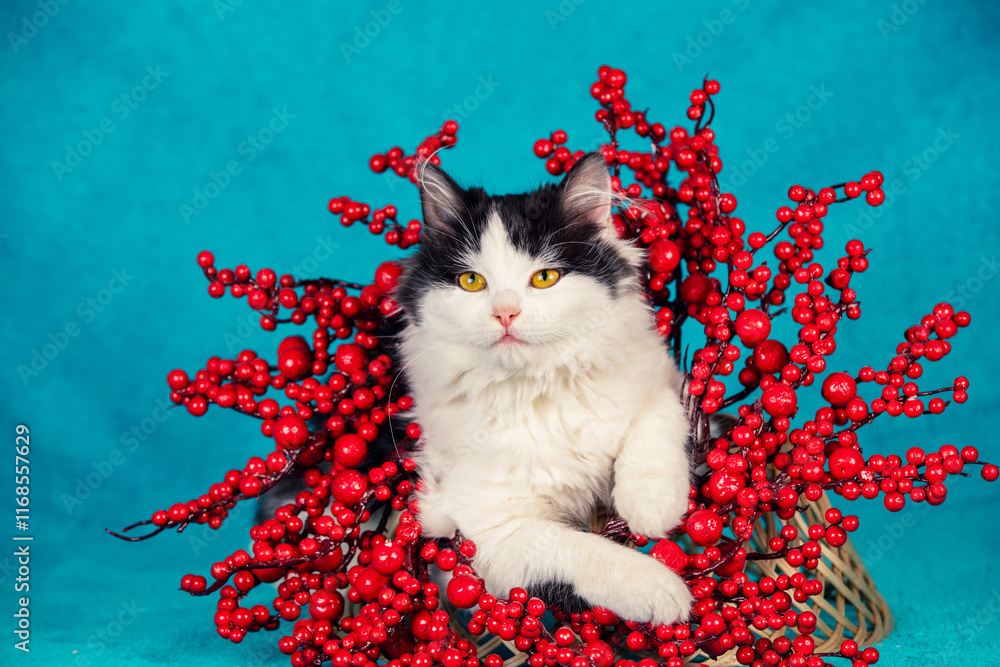 Сute funny kitten crawling out of Christmas wreath on blue background. Christmas concept