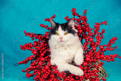 Obraz na płótnie Сute funny kitten crawling out of Christmas wreath on blue background. Christmas concept w salonie