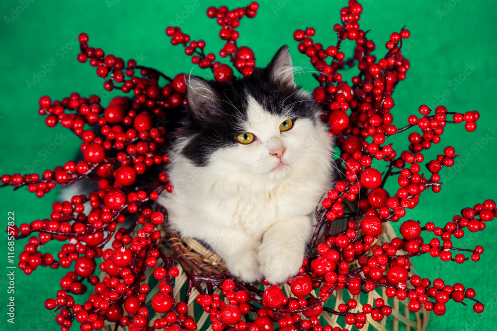 Сute funny kitten crawling out of Christmas wreath on green background. Christmas concept