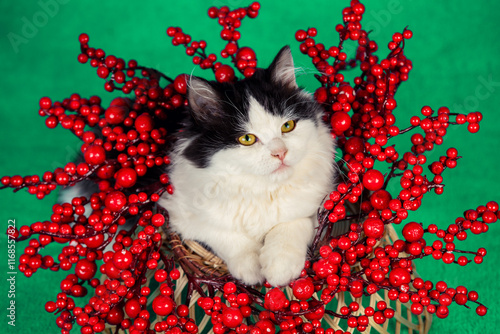 Obraz na płótnie Сute funny kitten crawling out of Christmas wreath on green background. Christmas concept w salonie
