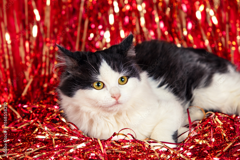 Cute little kitten lying on a soft red blanket with Christmas glittering decorations. Christmas concept
