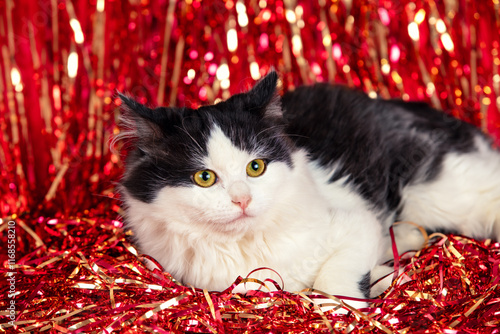 Obraz na płótnie Cute little kitten lying on a soft red blanket with Christmas glittering decorations. Christmas concept w salonie
