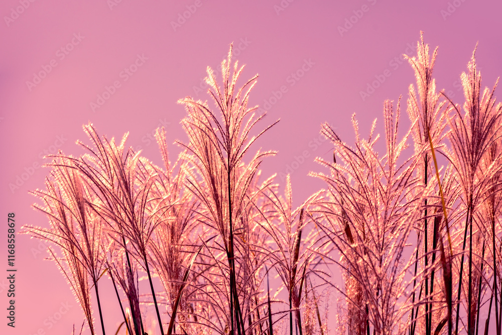 Miscanthus grass against pink sunset sky. Nature background