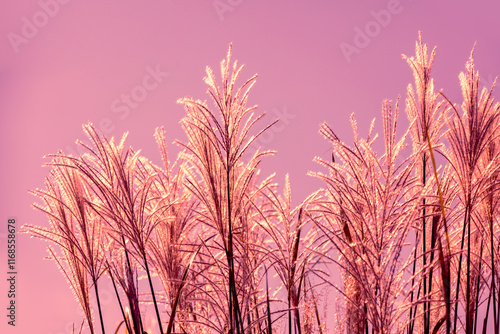 Obraz na płótnie Miscanthus grass against pink sunset sky. Nature background w salonie