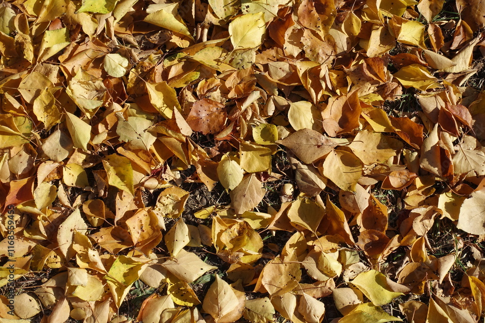 Brown and yellow fallen leaves of apricot on the ground in October Brown and yellow fallen leaves of apricot on the ground in October