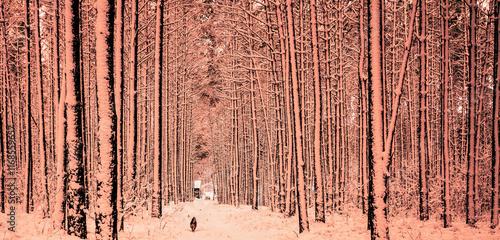 Obraz na płótnie Rural winter landscape. Pine trees in snow. Mocha mouse trendy color w salonie