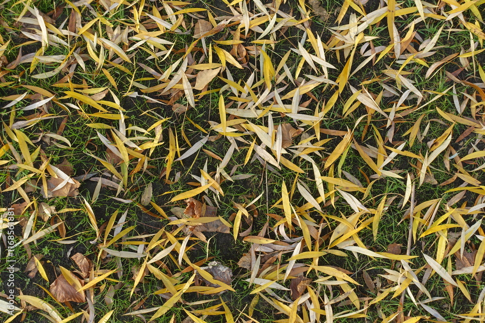 View of fallen leaves of willow in the grass in November