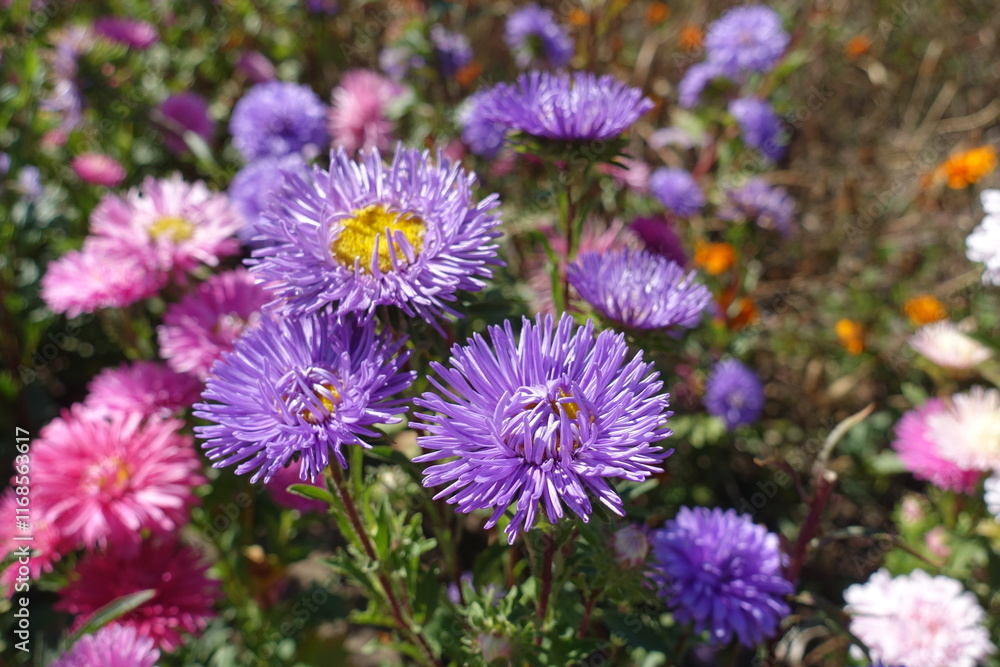 Multiple violet and pink flowers of China asters in September Multiple violet and pink flowers of China asters in September