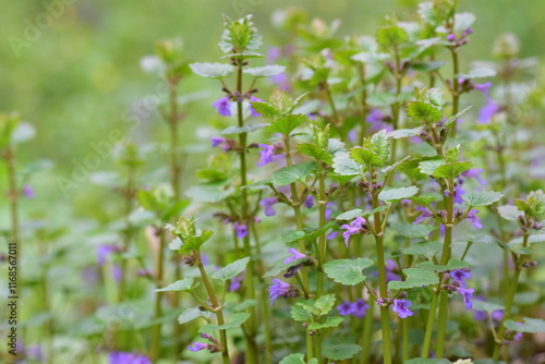 Glechoma hederacea