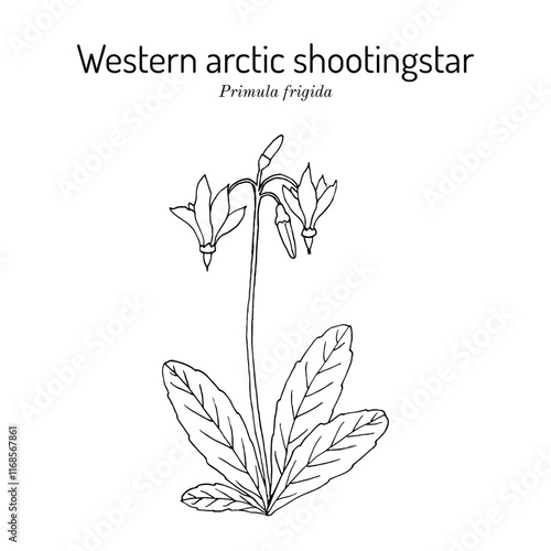 Western arctic shootingstar (Primula frigida, or Dodecatheon frigidum), arctic flowering plant photo