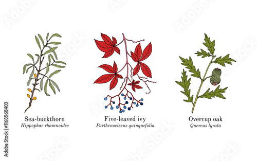 Collection of edible and medicinal plants