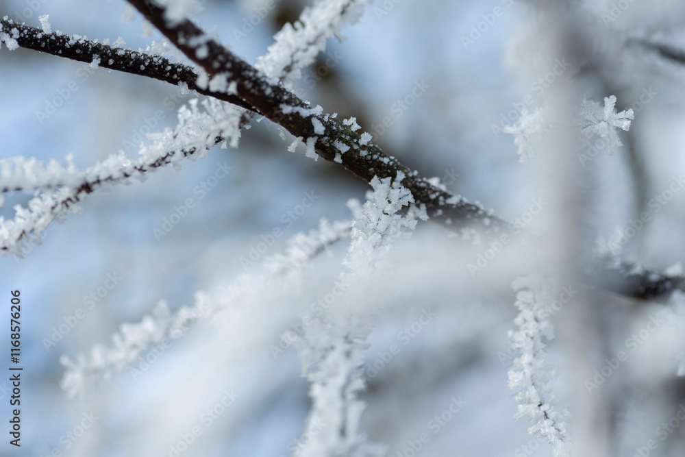 In kalter Winternacht haben sich Eiskristalle an Pflanzen gebildet und zeigen Ihre filigrane Schönheit bei Tageslicht. In kalter Winternacht haben sich Eiskristalle an Pflanzen gebildet und zeigen Ihre filigrane Schönheit bei Tageslicht.