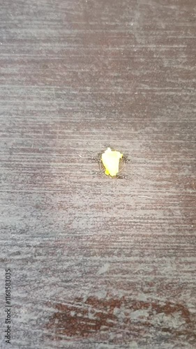 Group of ants carrying leftover food together on a wooden surface. The yellow object is small and he is a piece of food