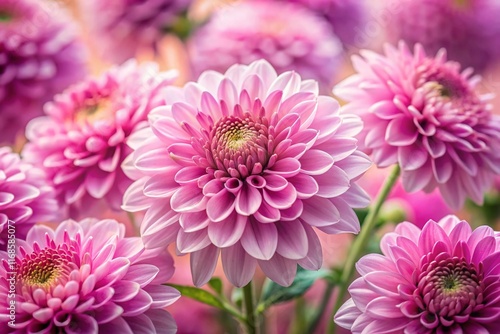 Elegant Pink Chrysanthemum Blossoms on Soft Pink Background - Stock Photo