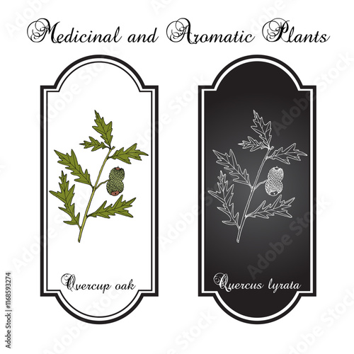 Overcup oak (Quercus lyrata), ornamental and medicinal plant. Hand drawn botanical vector illustration photo