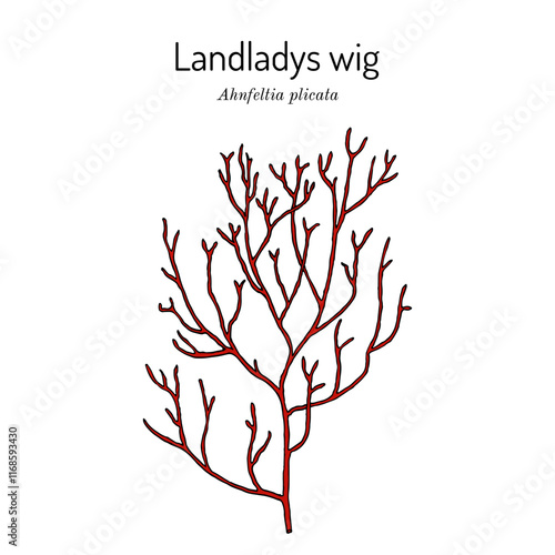 Landladys wig (Ahnfeltia plicata), edible and medicinal seaweed. Hand drawn vector illustration