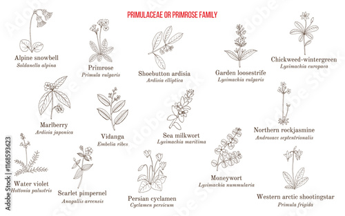 Primulacea or primrose family plants collection. Hand drawn vector illustration photo