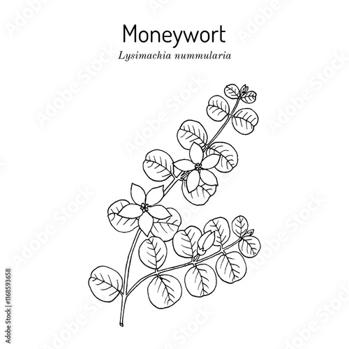 Moneywort, or creeping jenny (Lysimachia nummularia), medicinal and ornamental plant