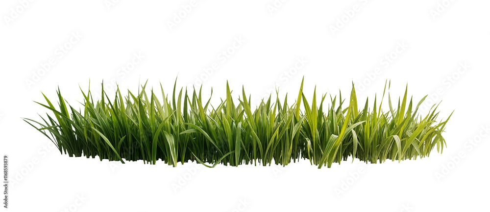 Green Grass Meadow isolated on cutout Green Grass Meadow isolated on cutout