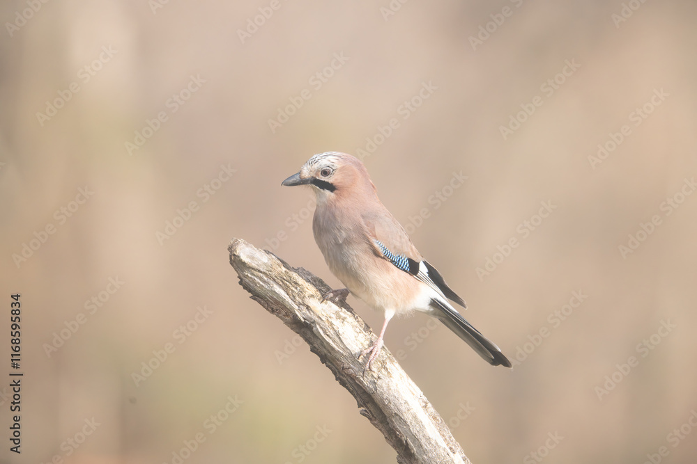 Fototapeta premium Fauna selvatica Capanno Nisida Poiana