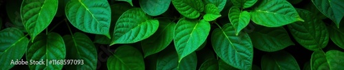 Deep emerald leaves, rough surface, dense growth, botanical, web, shadow