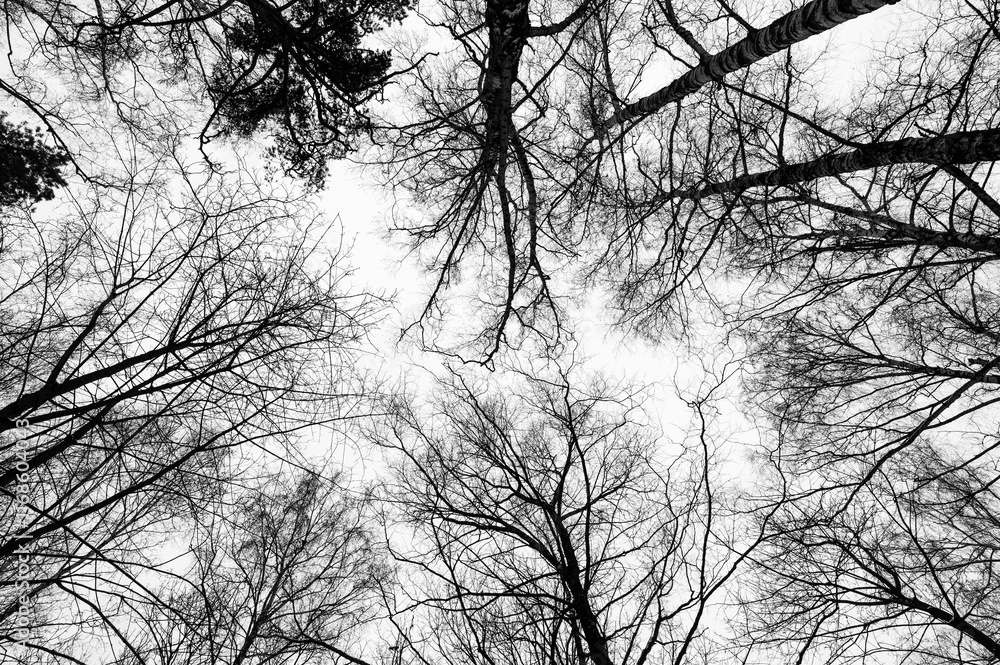 Tree black branch isolated on white. Black and white trees silhouettes on sky background. Bare branches trees in winter. Forest pattern texture. Halloween concept.