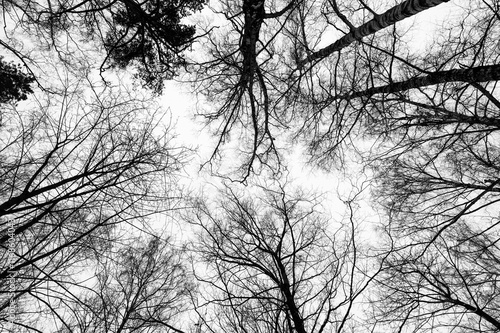 Obraz na płótnie Tree black branch isolated on white. Black and white trees silhouettes on sky background. Bare branches trees in winter. Forest pattern texture. Halloween concept. w salonie
