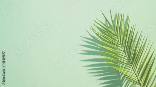 Bright Green Palm Leaf Shadow on Soft Mint Background for Tropical Decoration photo