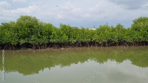 View of the mangrove forest on the river bank with gently flowing water in the day at Pamekasan, Indonesia photo