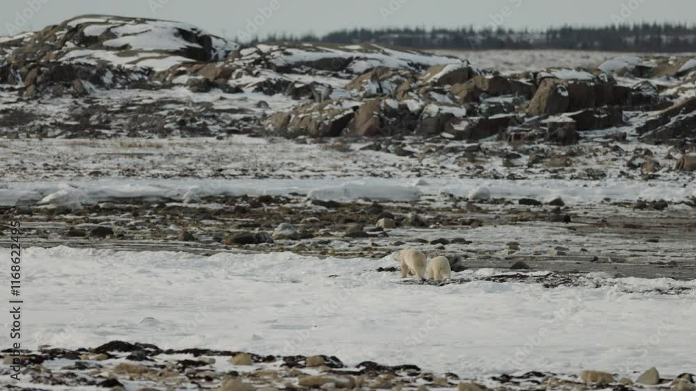 Two polar bears wander across a frozen shoreline in the remote tundra of Churchill. The surrounding rocky terrain and snow create a striking contrast against the bears' white fur. Two polar bears wander across a frozen shoreline in the remote tundra of Churchill. The surrounding rocky terrain and snow create a striking contrast against the bears' white fur.