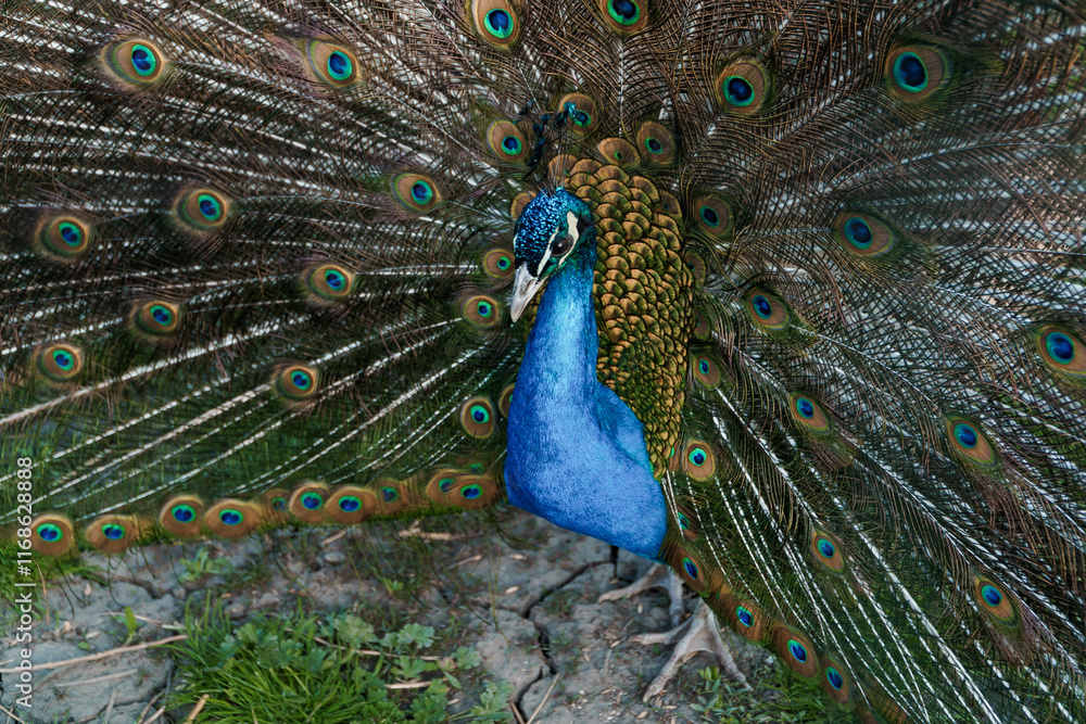 Obraz premium Majestic Peacock Displaying Its Vibrant Feathers