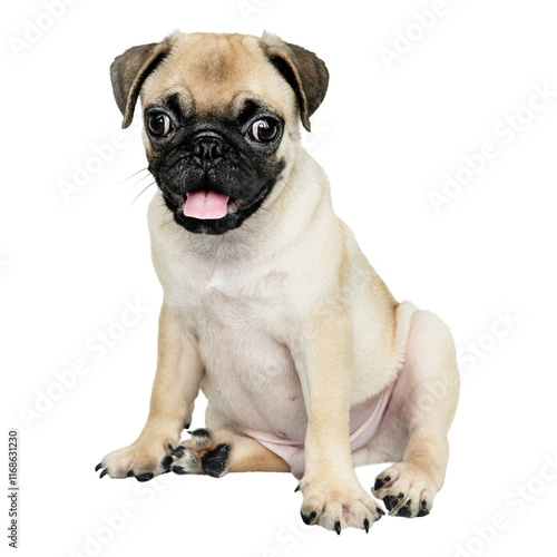 Pug puppy png sticker, cute animal on transparent background photo