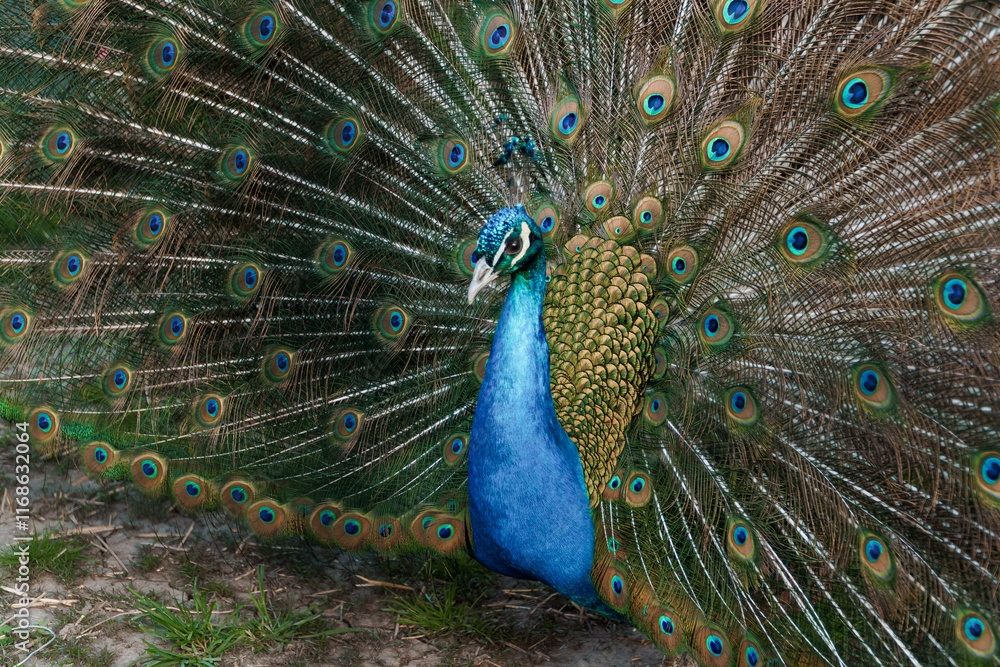 Obraz premium Majestic Peacock Displaying Its Vibrant Plumage in a Natural Setting