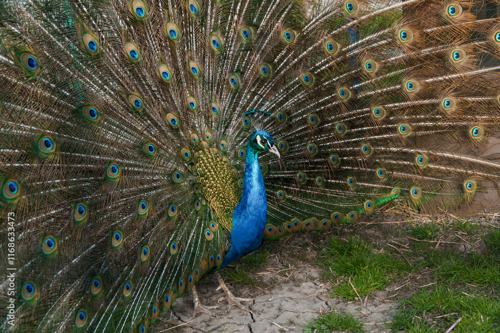 Obraz premium Majestic Peacock Displaying Vibrant Feathers in Nature