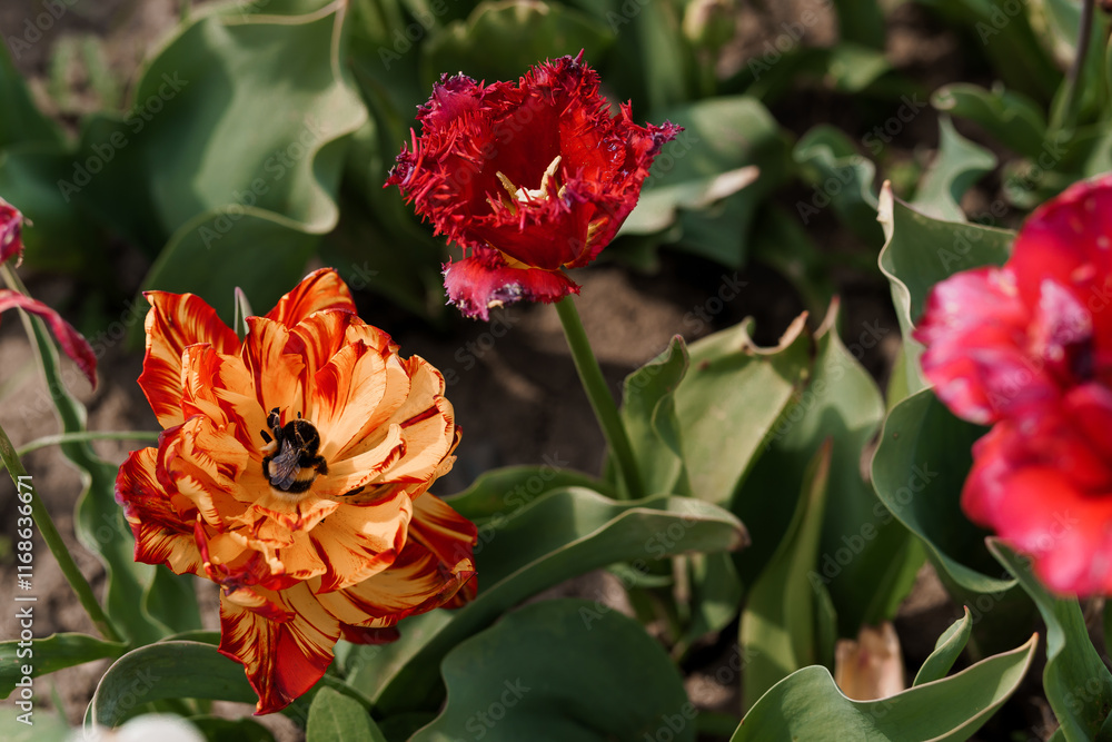 Stunning Close-Up of Vibrant Tulips in a Sunlit Garden Stunning Close-Up of Vibrant Tulips in a Sunlit Garden