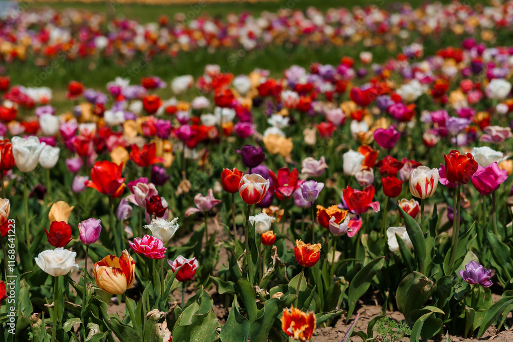 Vibrant Tulip Field in Full Bloom Under Bright Sunshine Vibrant Tulip Field in Full Bloom Under Bright Sunshine