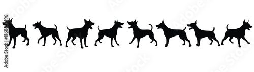 A set of agressive and angry zwergpinscher puppy vector silhouette