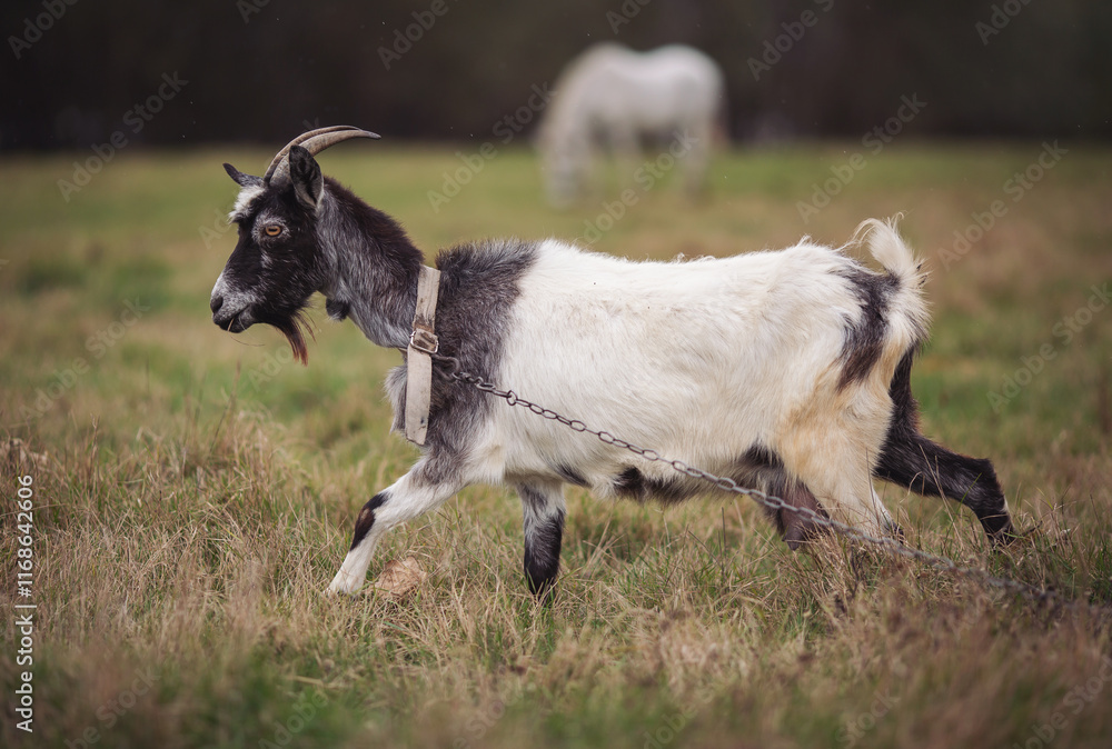 A horned goat stands in a grass patch on a farm outside the city. autumn time. Goats are excellent animals that provide milk, which makes delicious cheese. Farming is very hard work. A horned goat stands in a grass patch on a farm outside the city. autumn time. Goats are excellent animals that provide milk, which makes delicious cheese. Farming is very hard work.