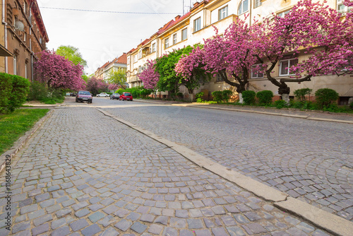 uzhhorod, ukraine - 26 apr, 2015: cherry blossom on the city street. romantic downtown scenery. old european town on a sunny morning. flourishing zen wallpaper photo