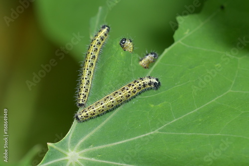 Pieris rapae Caterpillar