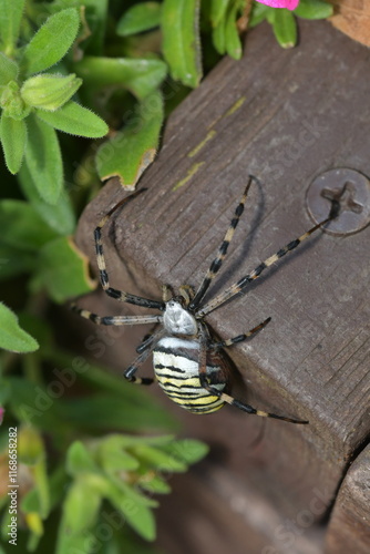 Argiope bruennichi