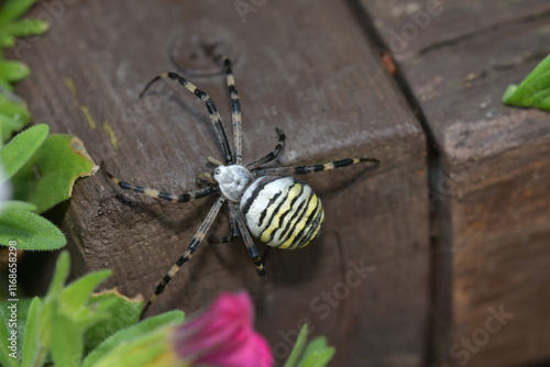 Argiope bruennichi