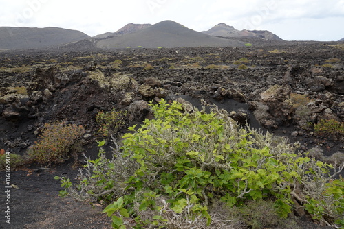 Landschaft bei Mancha Blanca auf Lanzarote photo