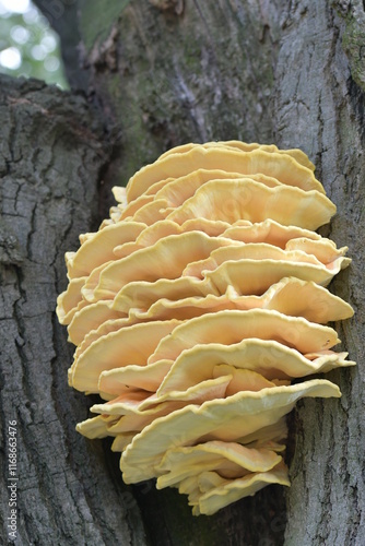 Laetiporus sulphureus