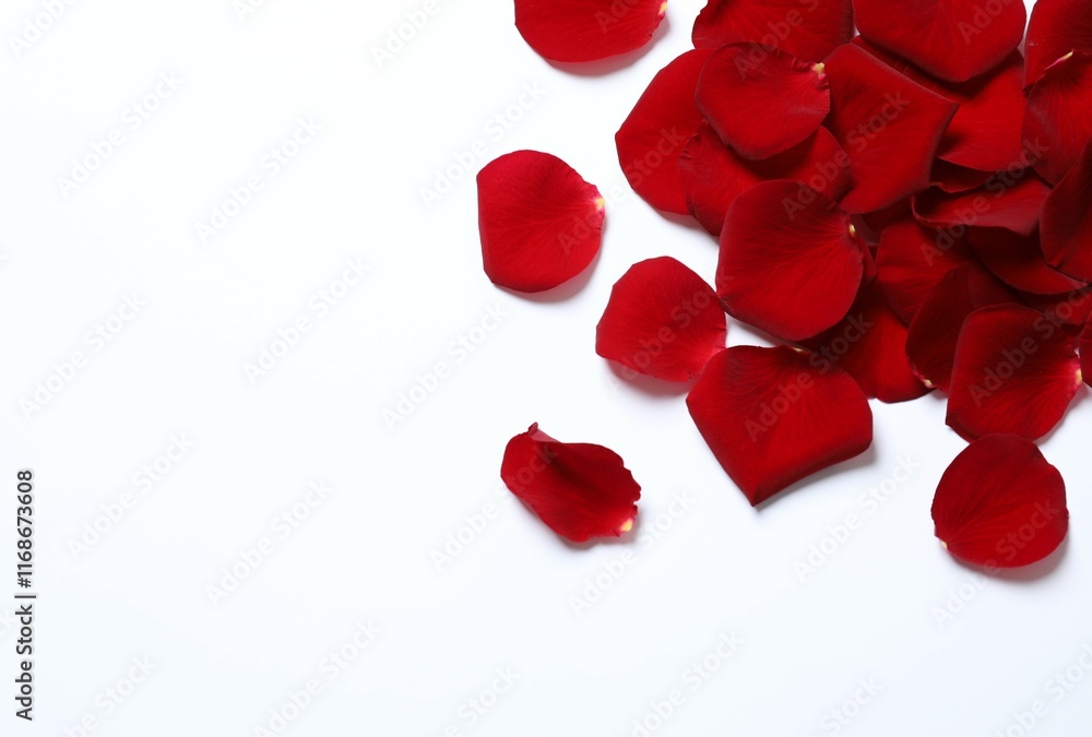 Fototapeta premium Red rose petals on white background