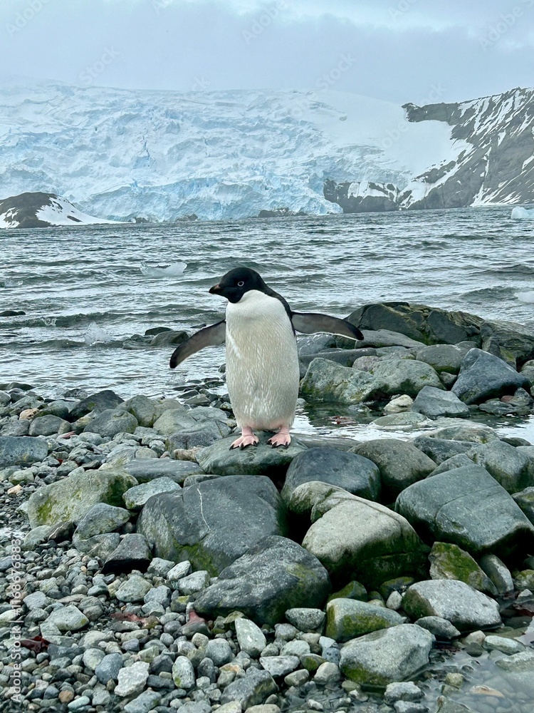 Obraz premium penguin on the rocks
