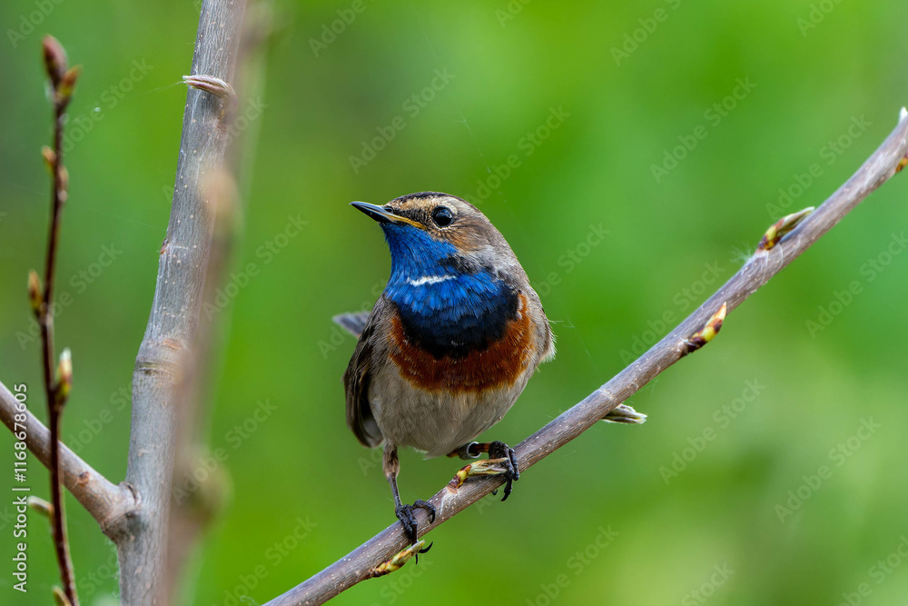 Fototapeta premium Bluethroat, during the mating season